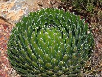 Agave victoria-reginae ©JLcoll.216